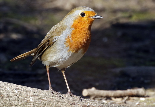 Robin (Erithacus rubecula) (1452)