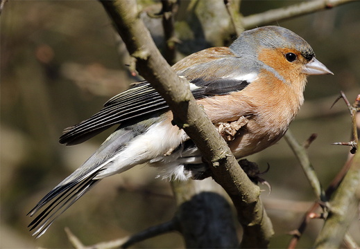 Male Chaffinch (Fringilla coelebs)