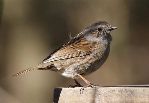 Dunnock (Prunella modularis)