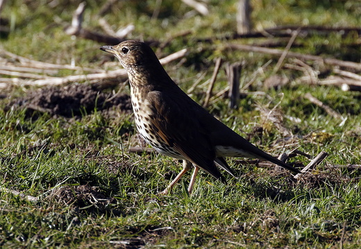 Song Thrush (Turdus philomelos)