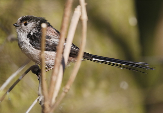 Long-tailed Tit (Aegithalos caudatus)