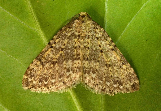 Mottled Grey (Colostygia multistrigaria)