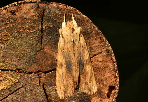 Pale Pinion (Lithophane socia)