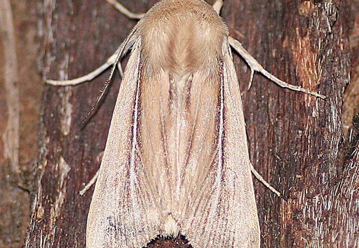Shore Wainscot (Mythimna litoralis)