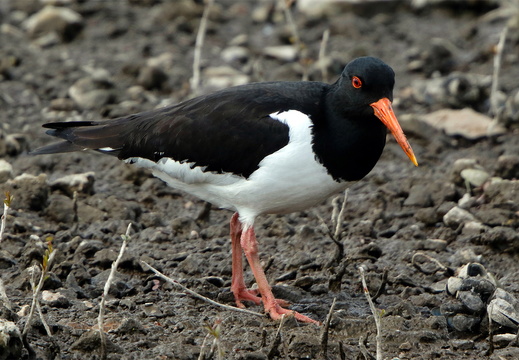 An Oystercatcher (Haematopus ostralegus)