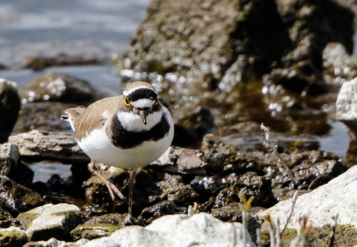 Little Ringed Plover (Charadrius dubius)