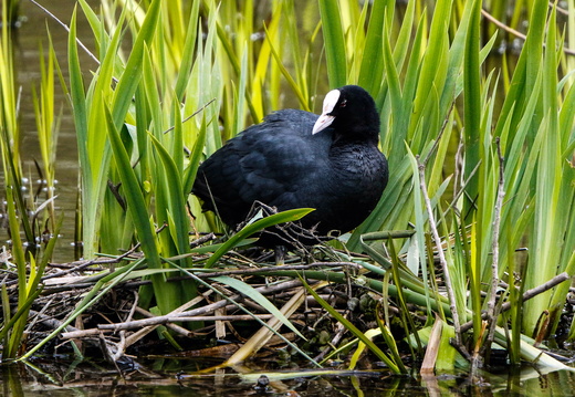 Coot (Fulica atra) on Nest