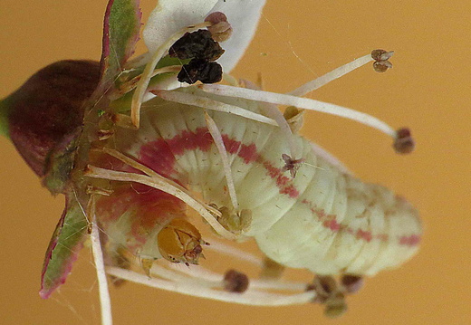Sloe Pug (Pasiphila chloerata) (1464)