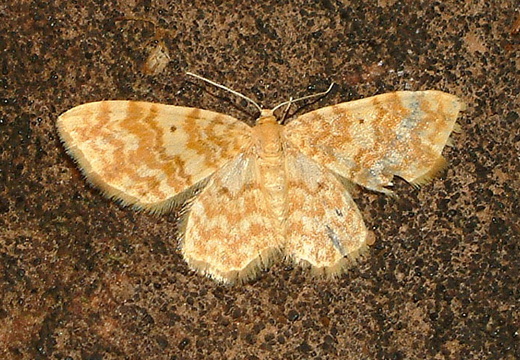 Small Yellow Wave (Hydrelia flammeolaria)