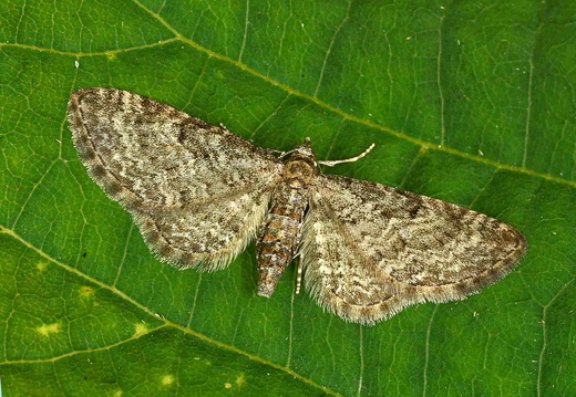 Grey Pug (Eupithecia subfuscata)