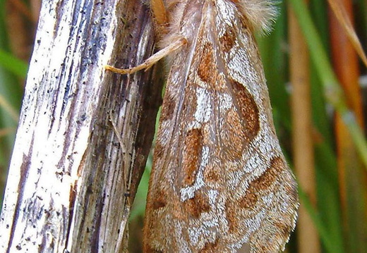 Map-winged Swift (Korscheltellus fusconebulosa)