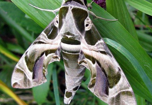 Oleander Hawk-moth (Daphnis nerii)