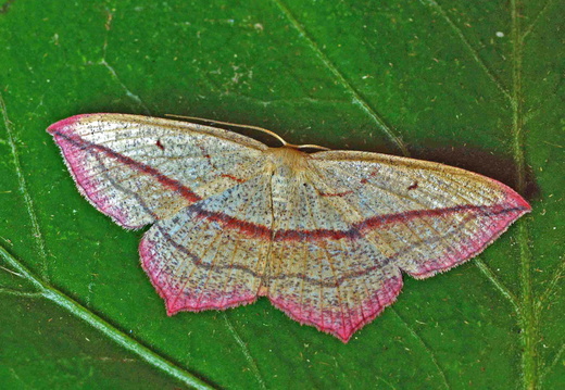 Blood-vein (Timandra comae)