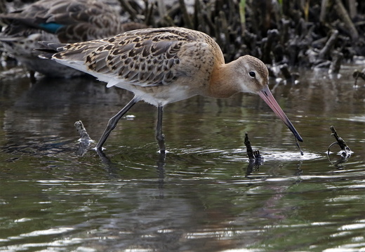 Black-tailed Godwit (Limosa limosa)