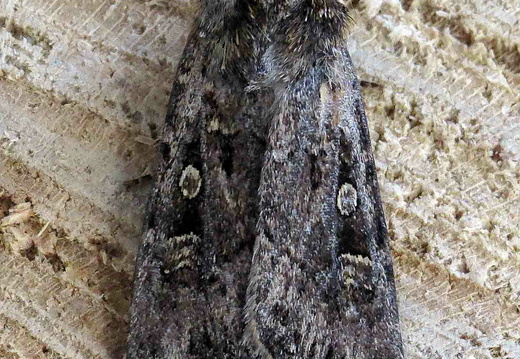 White-line Dart (Euxoa tritici)