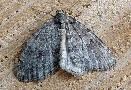 November Moth (Epirrita dilutata)