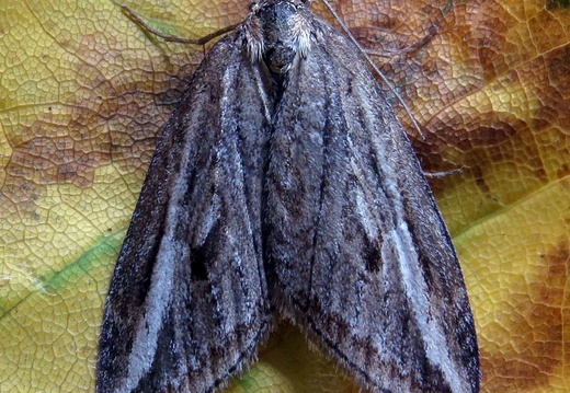Streak (Chesias legatella) (1478)