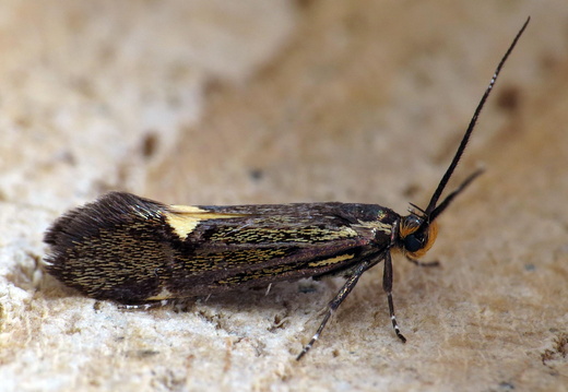 Esperia sulphurella (Sulphur Tubic)