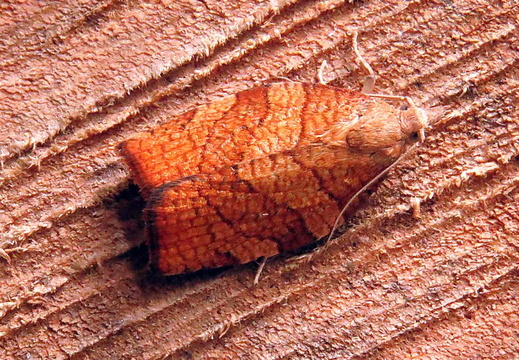 Chequered Fruit-tree Tortrix (Pandemis corylana)