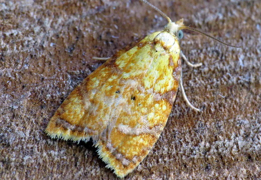 Acleris bergmanniana (Yellow Rose Button)