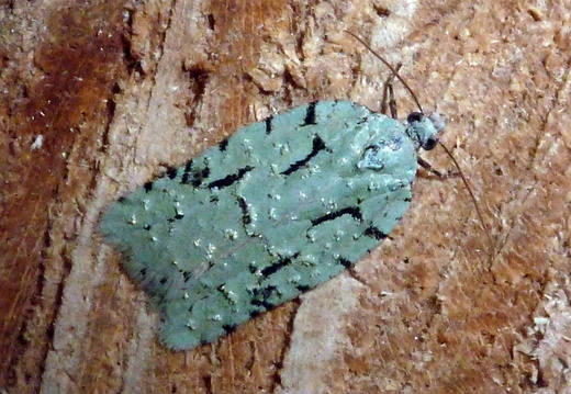 Acleris literana (Lichen Beauty)