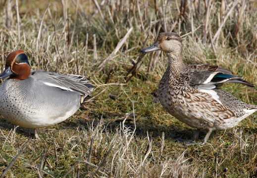 Eurasian Teal (Anas crecca) (1485)
