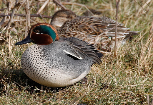 Eurasian Teal (Anas crecca) (1486)