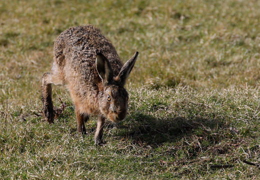 Brown Hare (Lepus europaeus) (1487)