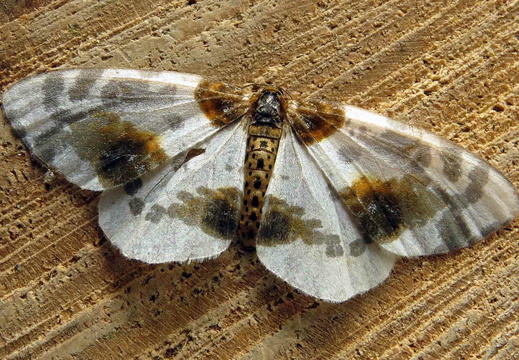 Clouded Magpie (Abraxas sylvata)