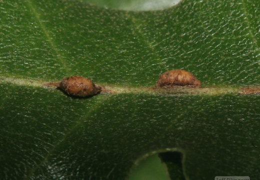 Old Neuroterus saliens galls