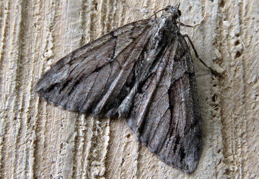 Cypress Carpet (Thera cupressata)