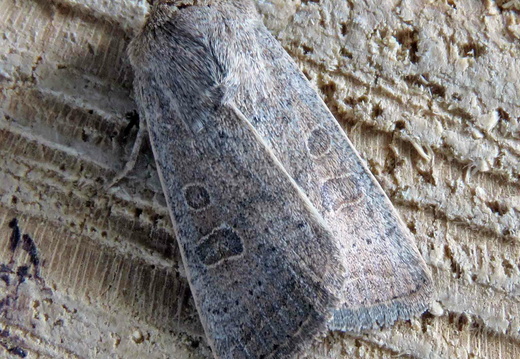 Vine's Rustic Hoplodrina ambigua