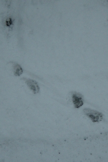 Otter footprints