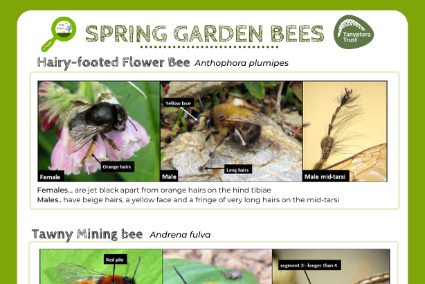 Spring bees logo