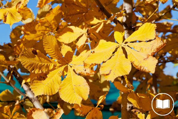 Autumn wildlife watchlist