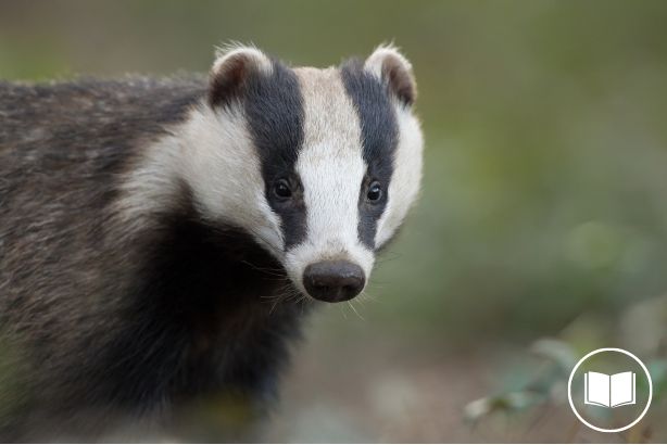 Badger placement