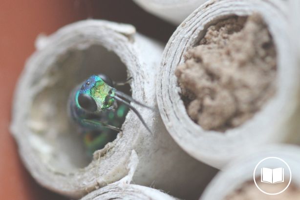 Bee hotel