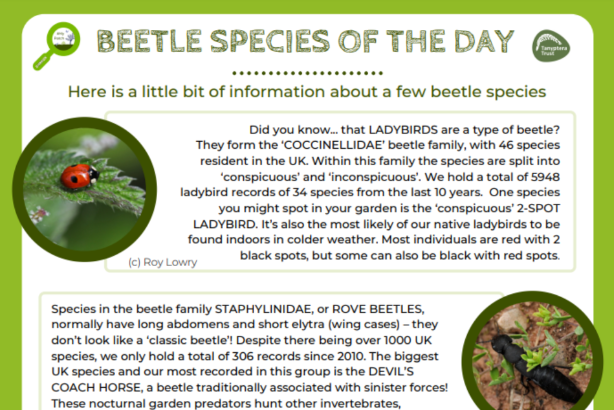 Beetle species logo