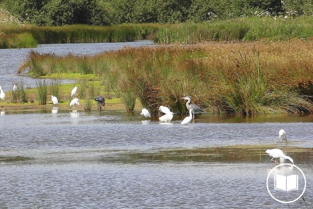 Burton Mere Wetlands