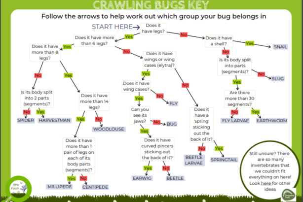 Crawling bugs logo