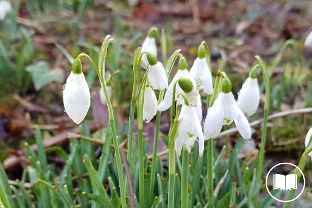 February garden wildlife
