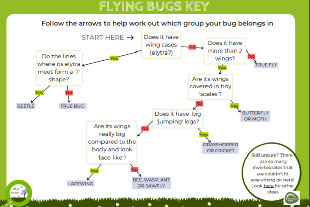 Flying bugs logo