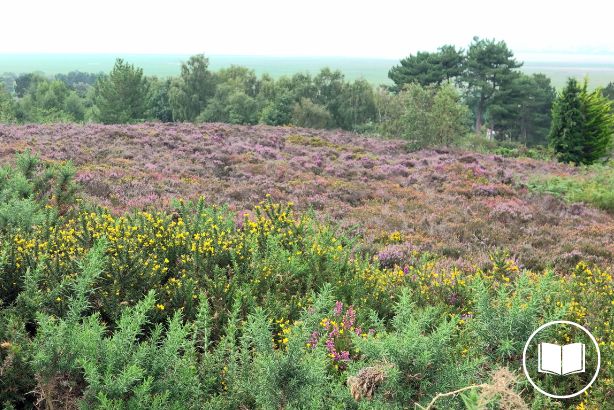 Heswall Dales Local Nature Reserve