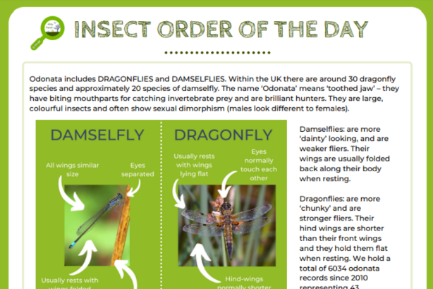 Insect order logo