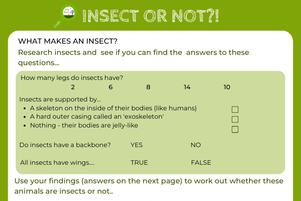 Insect or not logo