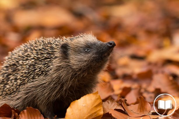 Mammals in Cheshire