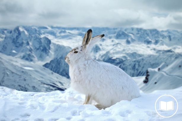 Mountain hare