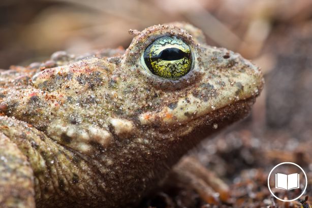 Natterjack toads