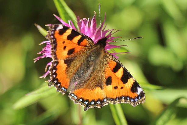 Butterflies and moths logo